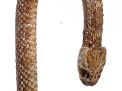 Bluegrass Cane Collection Online Auction plus Additions - 252_1.jpg